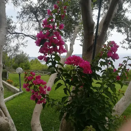 Aetofolia Stella Φούρκα