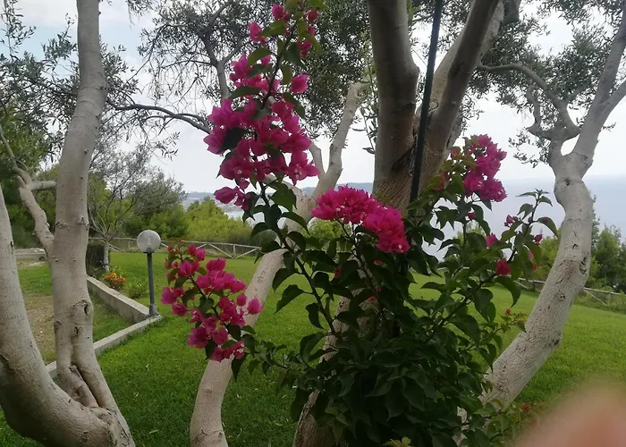 Aetofolia Stella Fourka